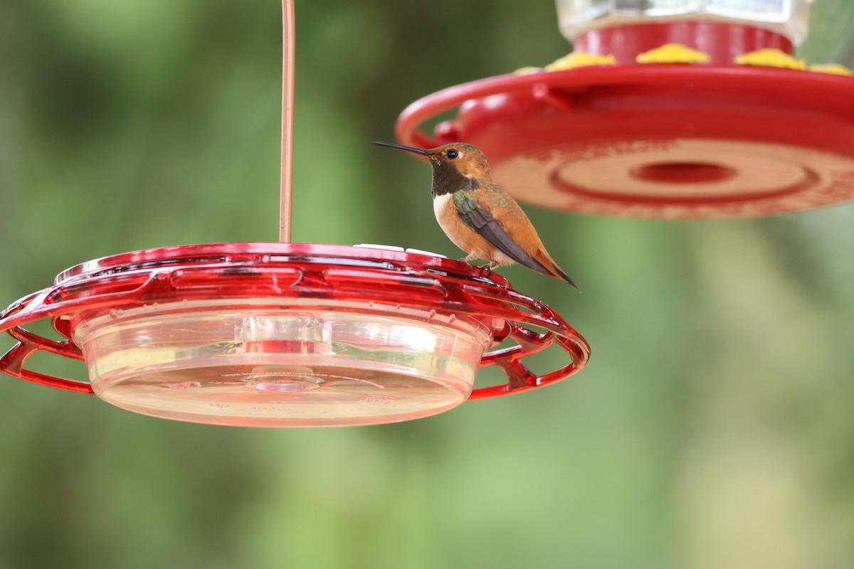 Black-chinned Hummingbird - ML638491002