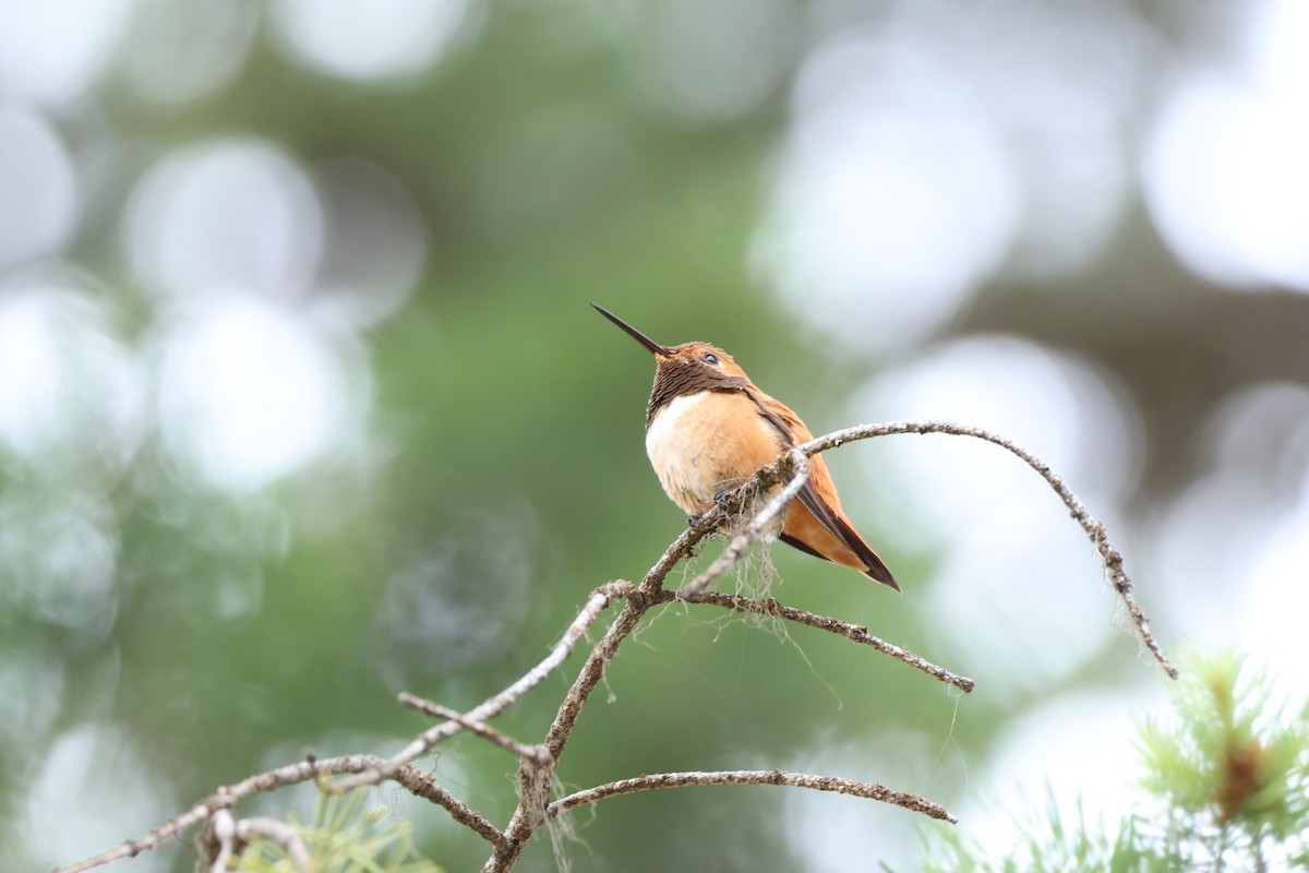 Black-chinned Hummingbird - ML638491003