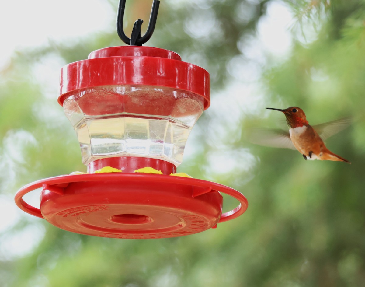 Black-chinned Hummingbird - ML638491004