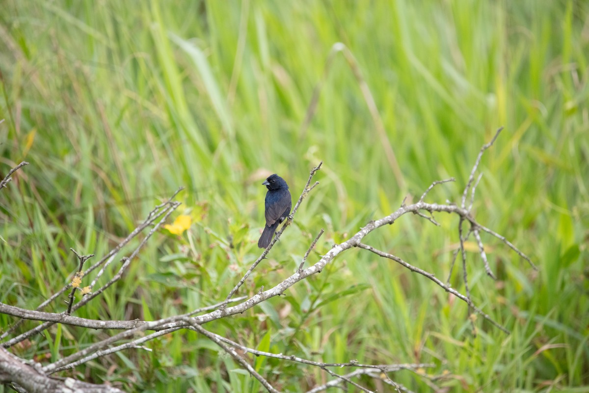 Blue-black Grassquit - ML638491005