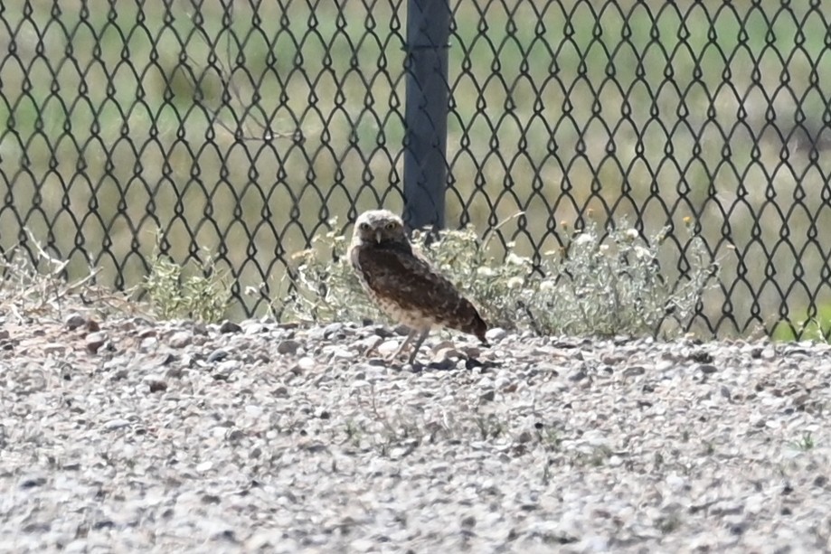 Burrowing Owl - ML638491006