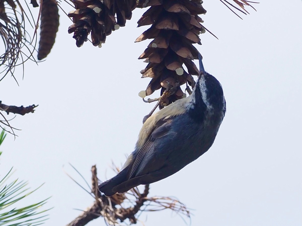 Red-breasted Nuthatch - ML638491008