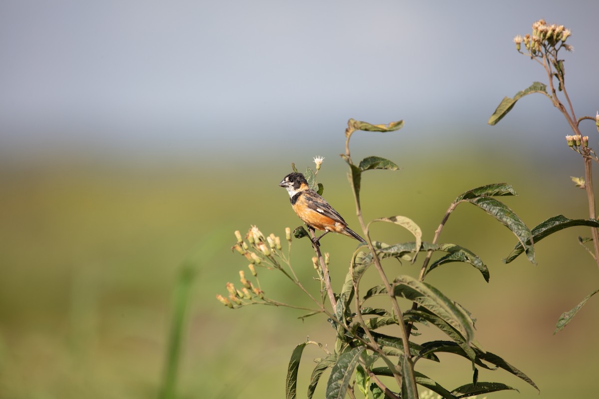 Rusty-collared Seedeater - ML638491011