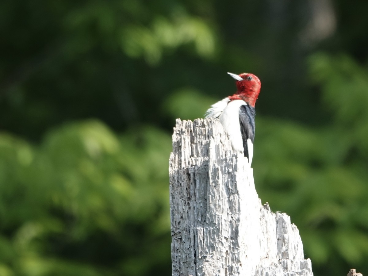 Red-headed Woodpecker - ML638491014