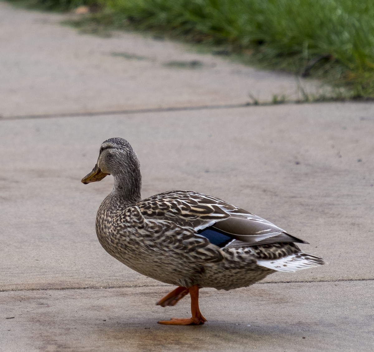 Mallard - ML638491032