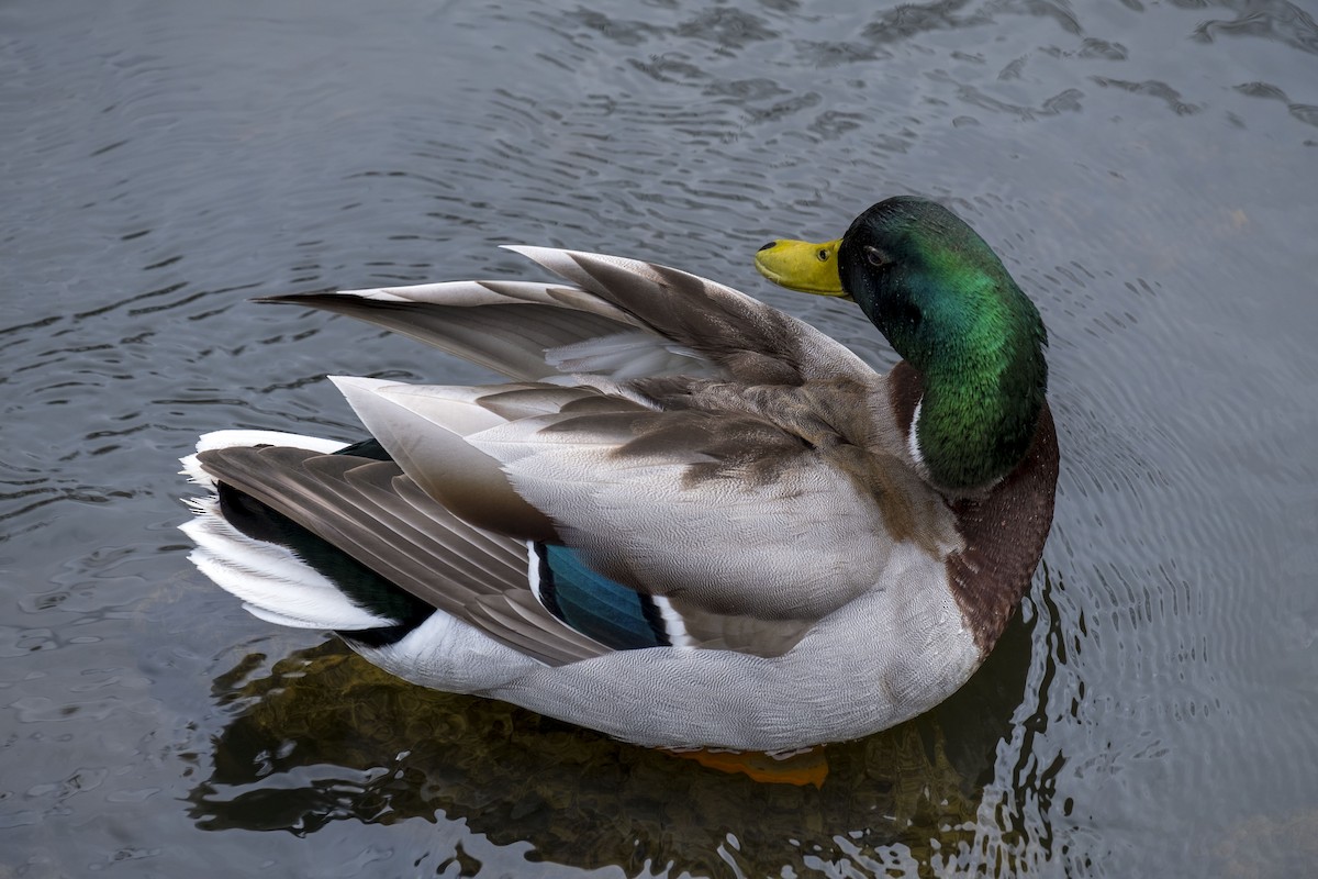 Mallard - ML638491033