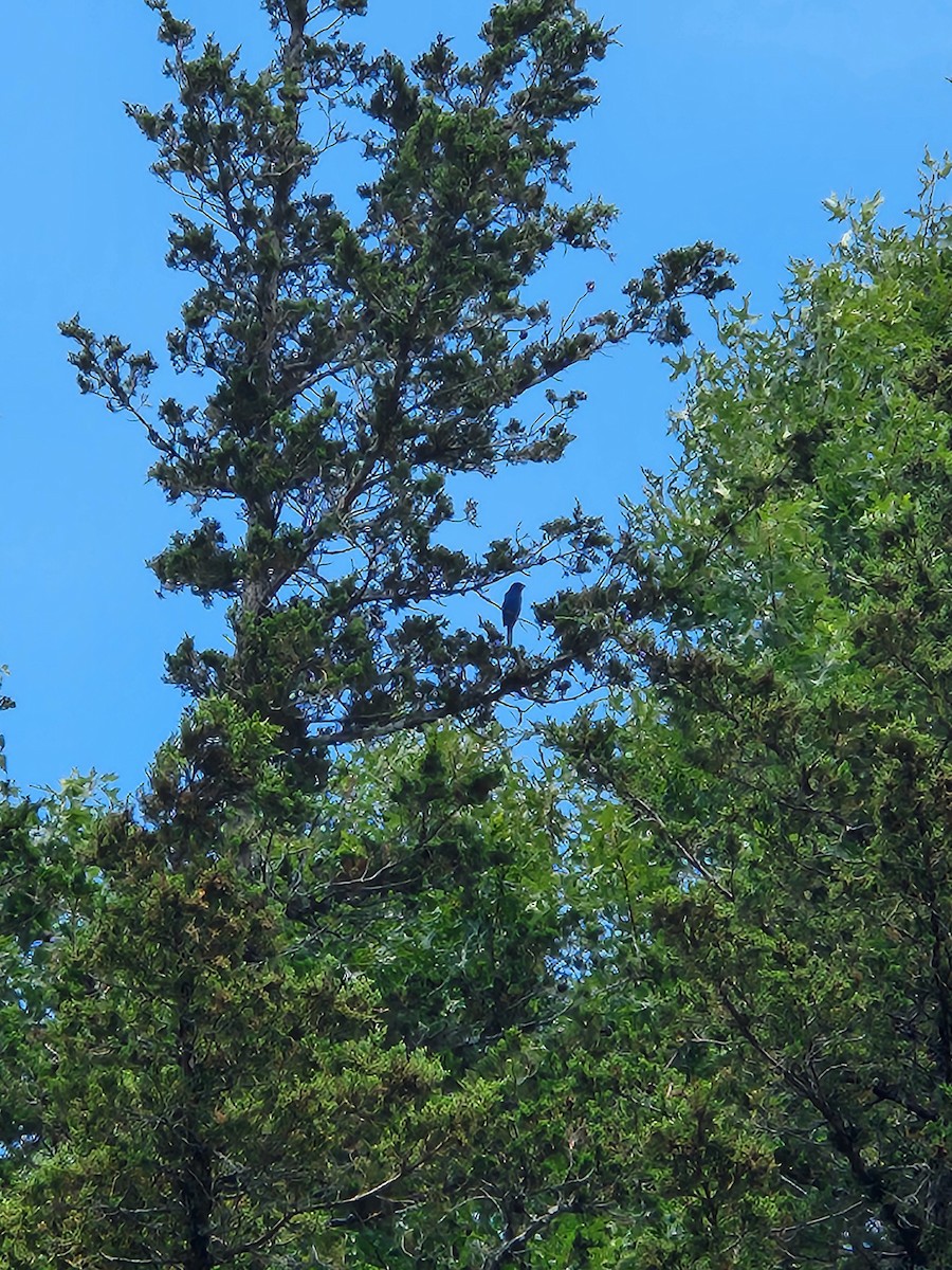 Indigo Bunting - ML638491109