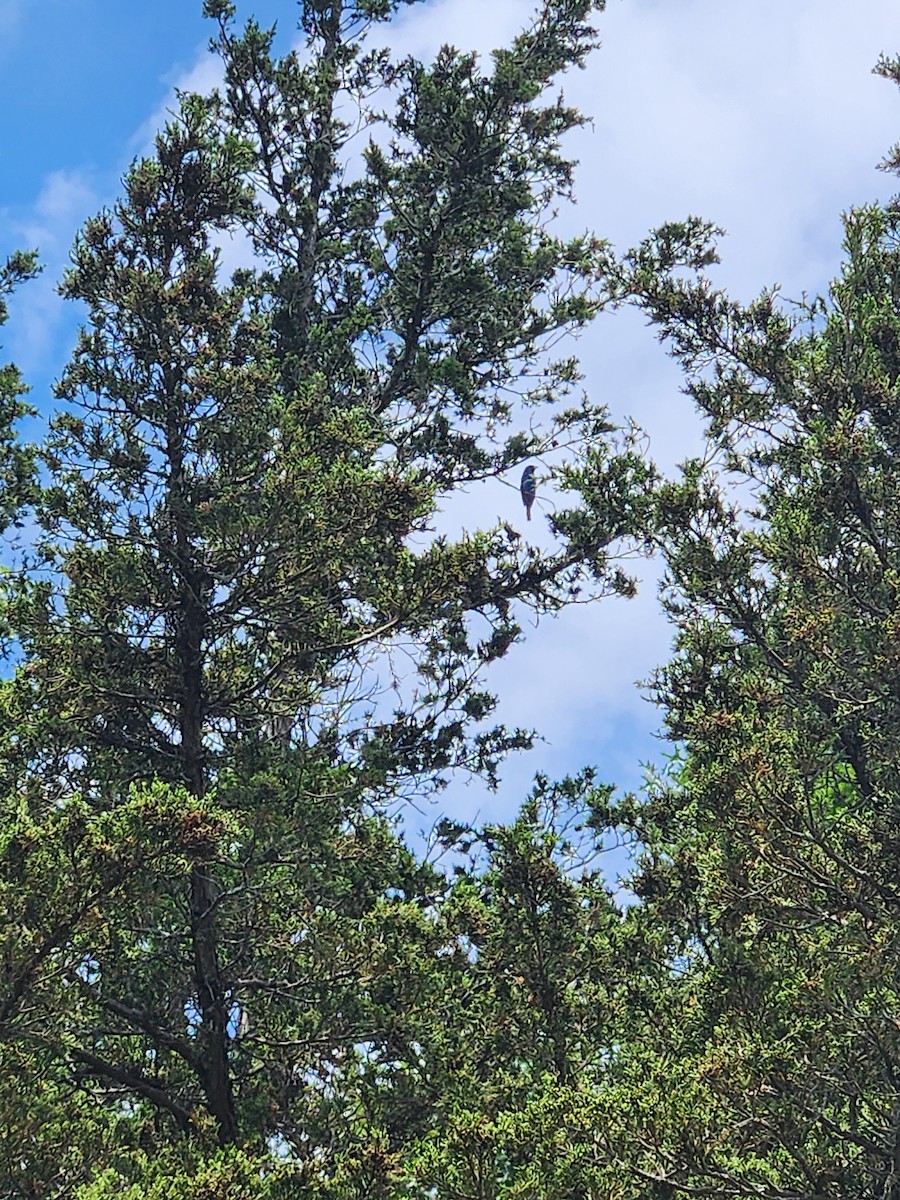 Indigo Bunting - ML638491110