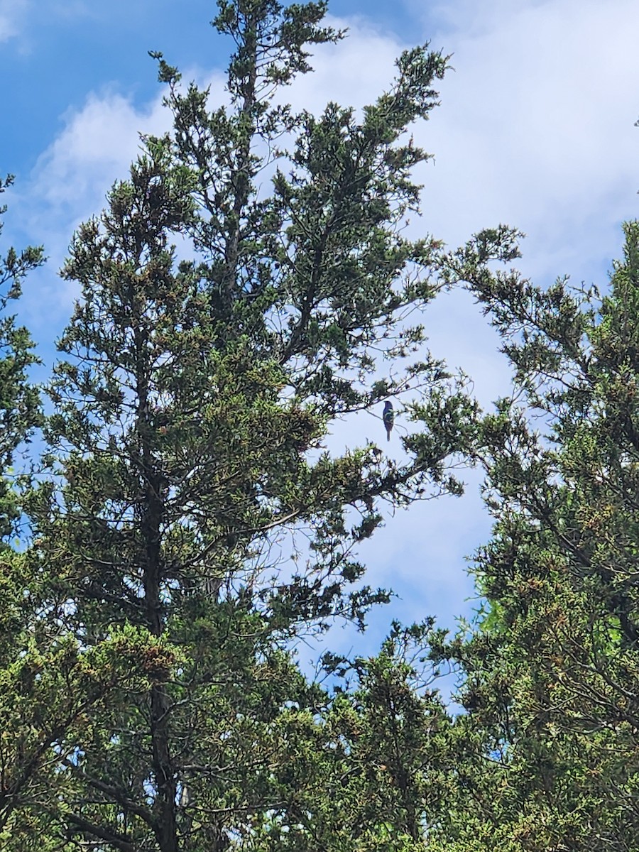 Indigo Bunting - ML638491111