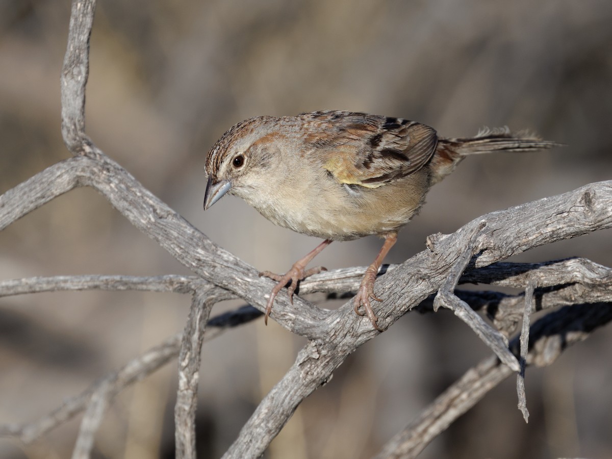 Botteri's Sparrow - ML638491121