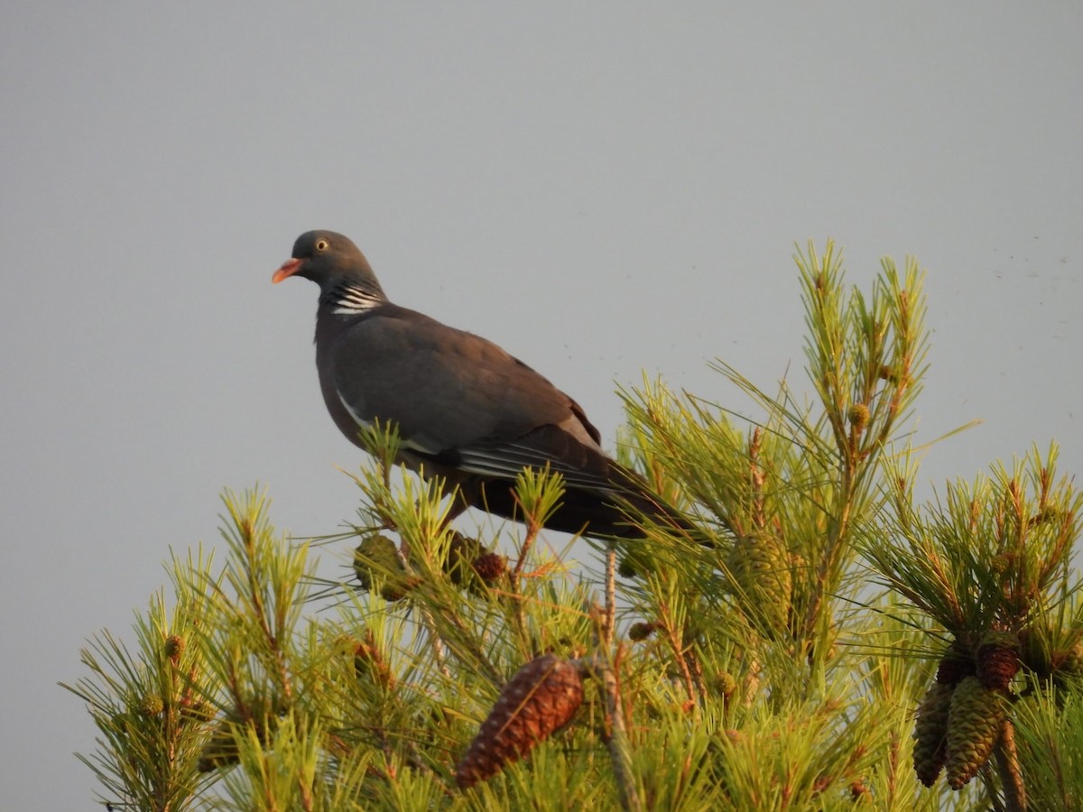 Common Wood-Pigeon - ML638491124