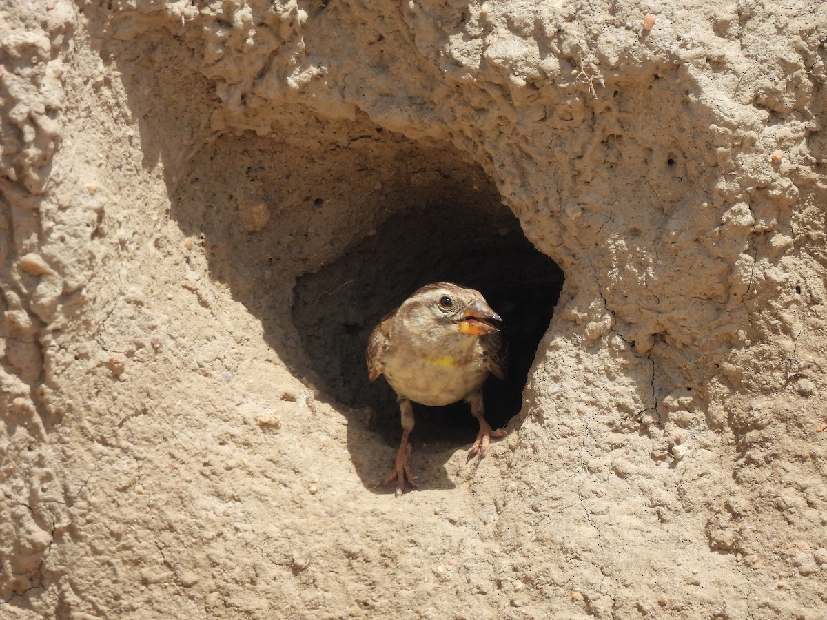 Rock Sparrow - ML638491125