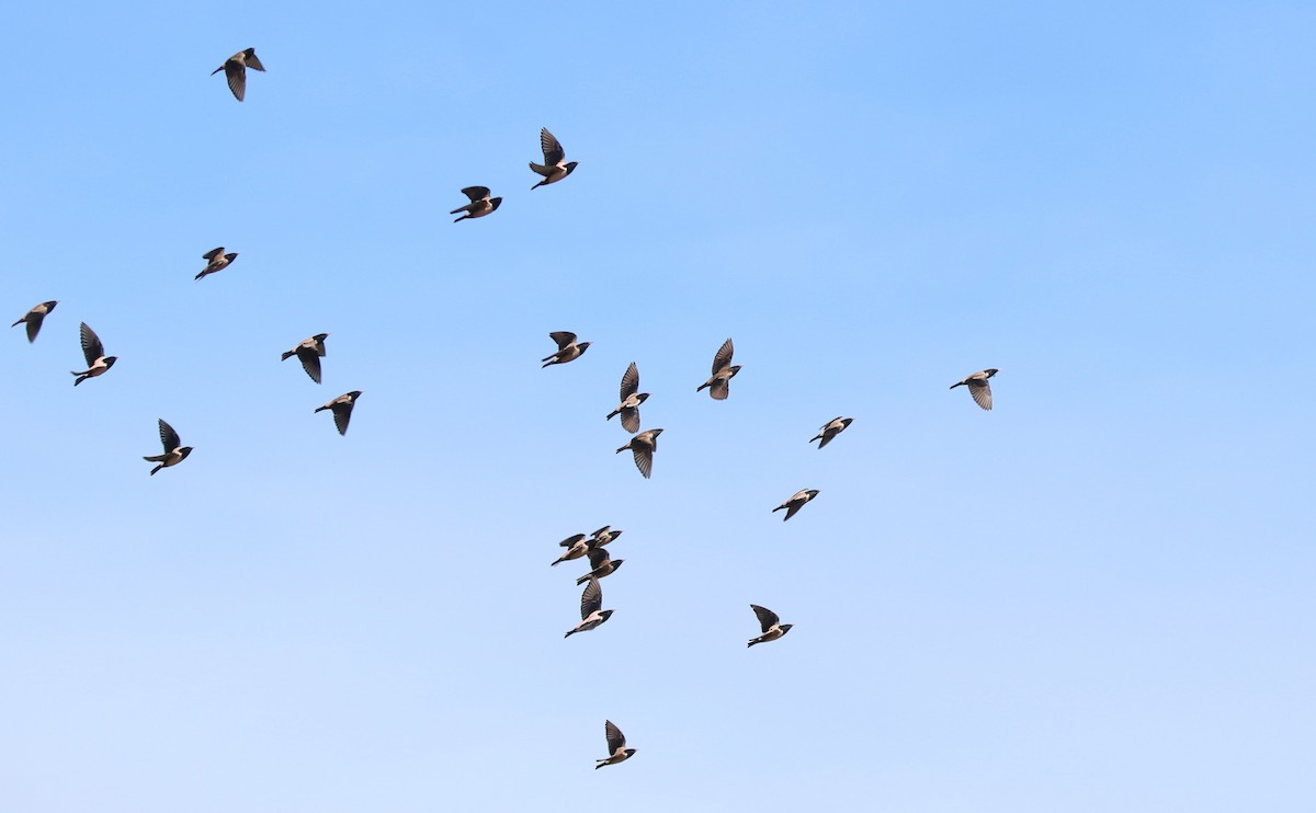 Rosy Starling - ML638491127