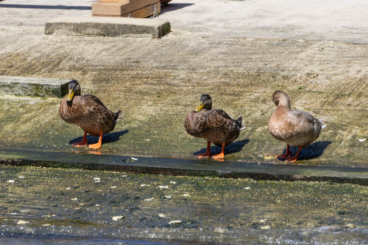 Mallard - ML638491128