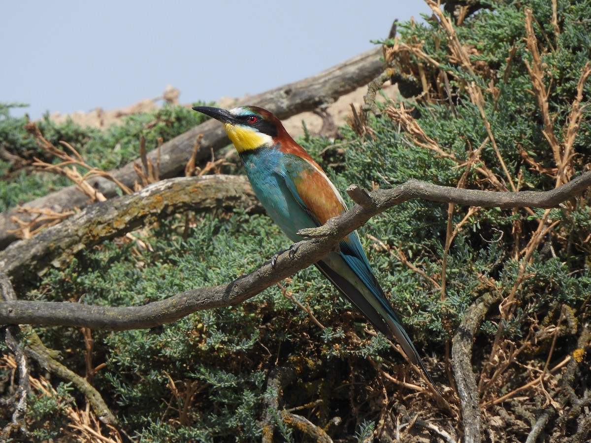 European Bee-eater - ML638491130