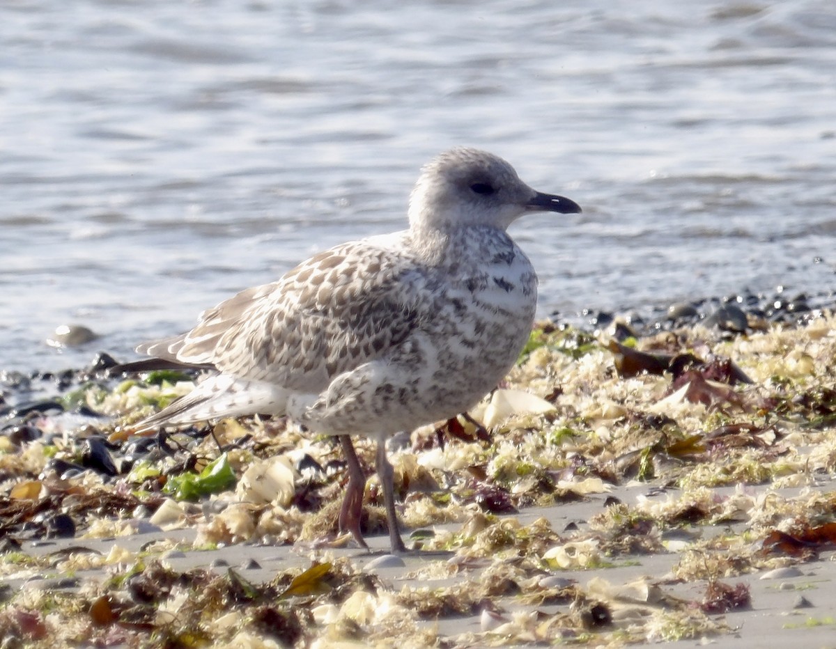 Ring-billed Gull - ML638491133