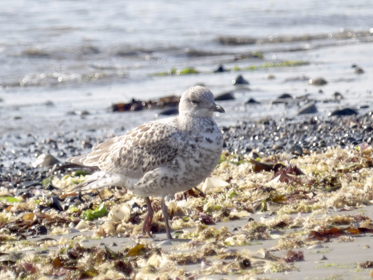 Ring-billed Gull - ML638491134