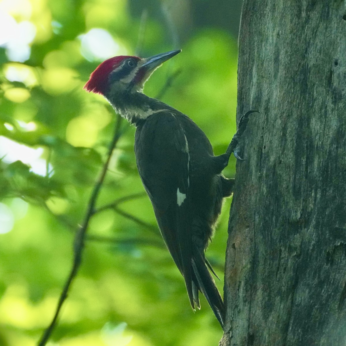 Pileated Woodpecker - ML638491135