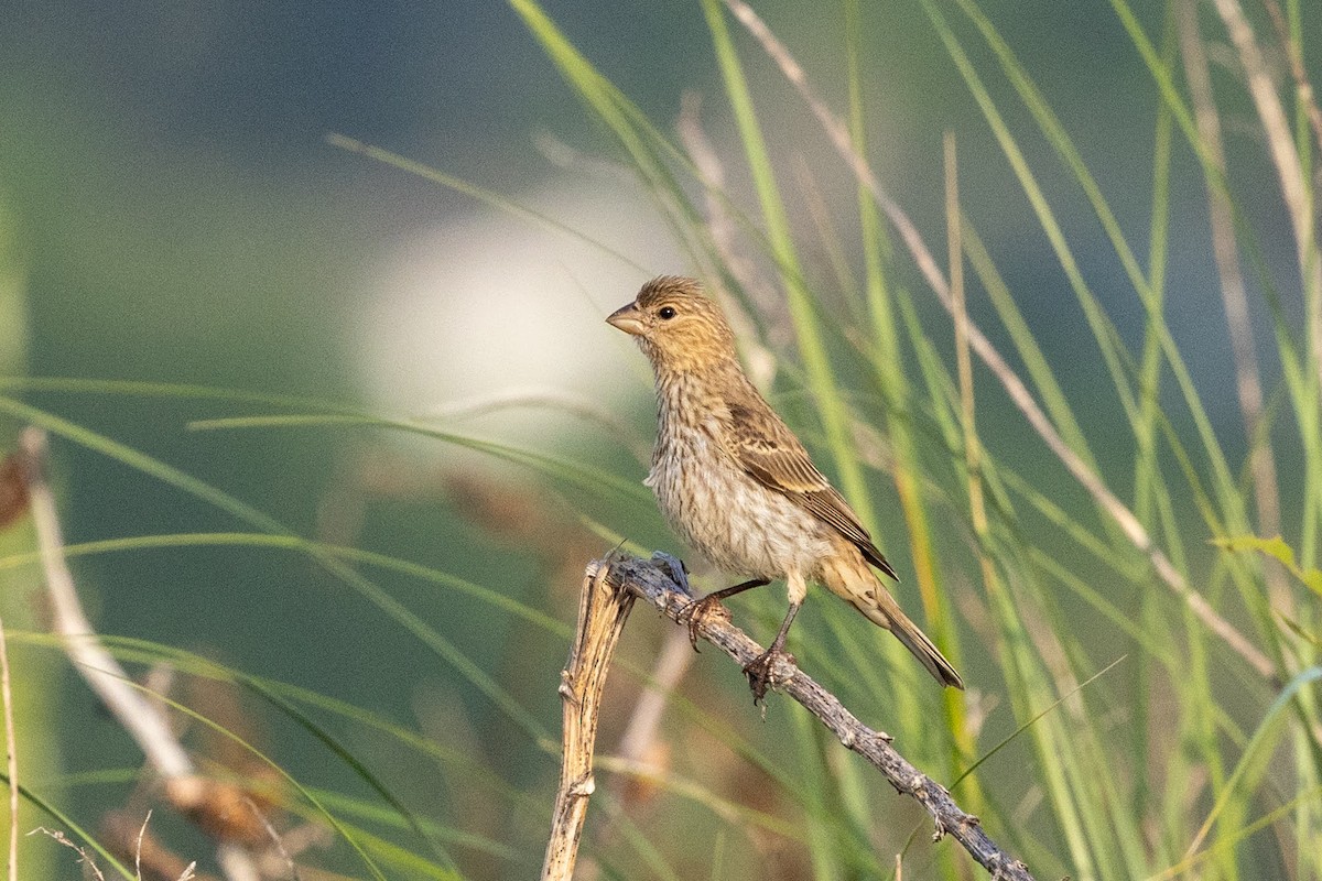 House Finch - ML638491136