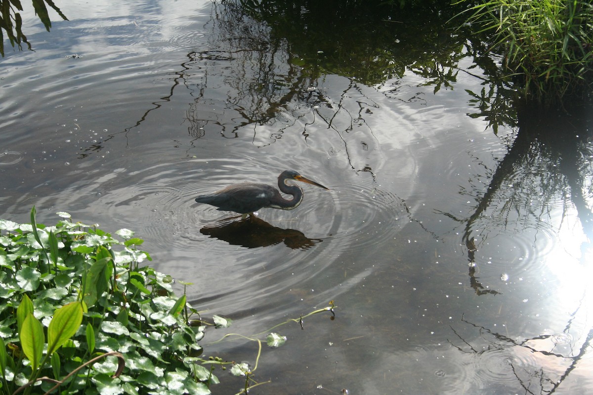 Tricolored Heron - ML638491143