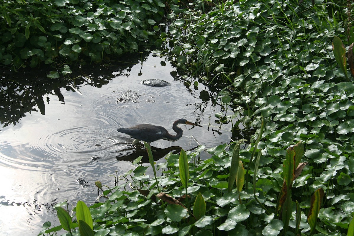 Tricolored Heron - ML638491144