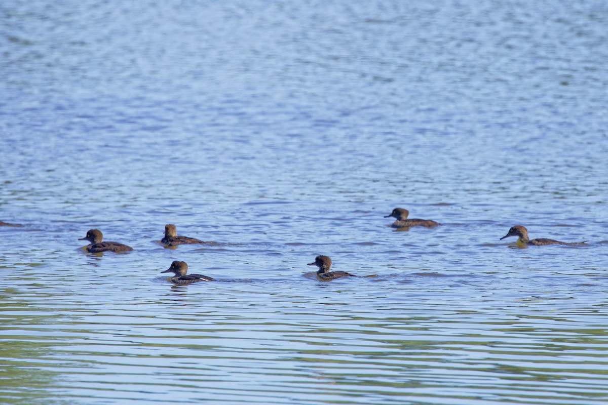Hooded Merganser - ML638491149
