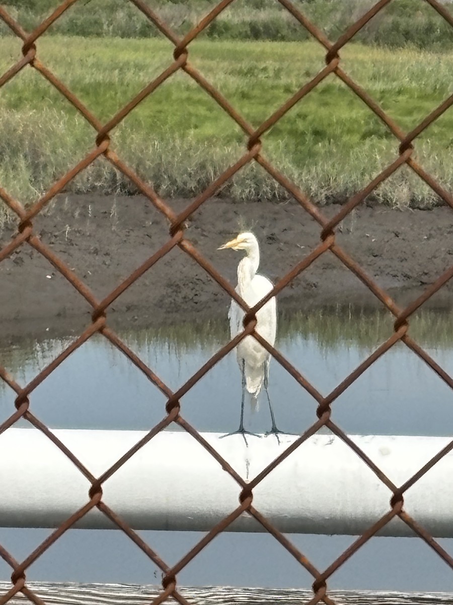 Great Egret - ML638491151