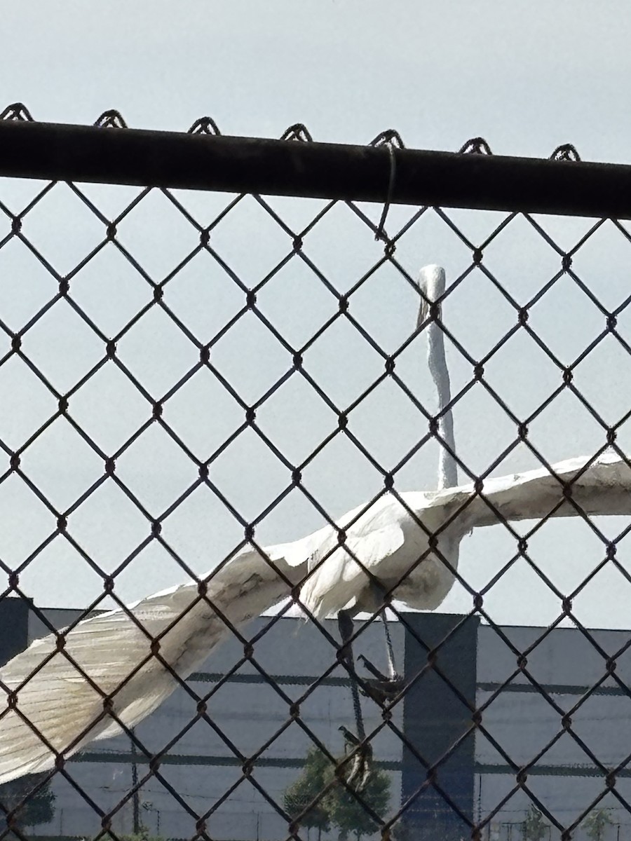 Great Egret - ML638491152