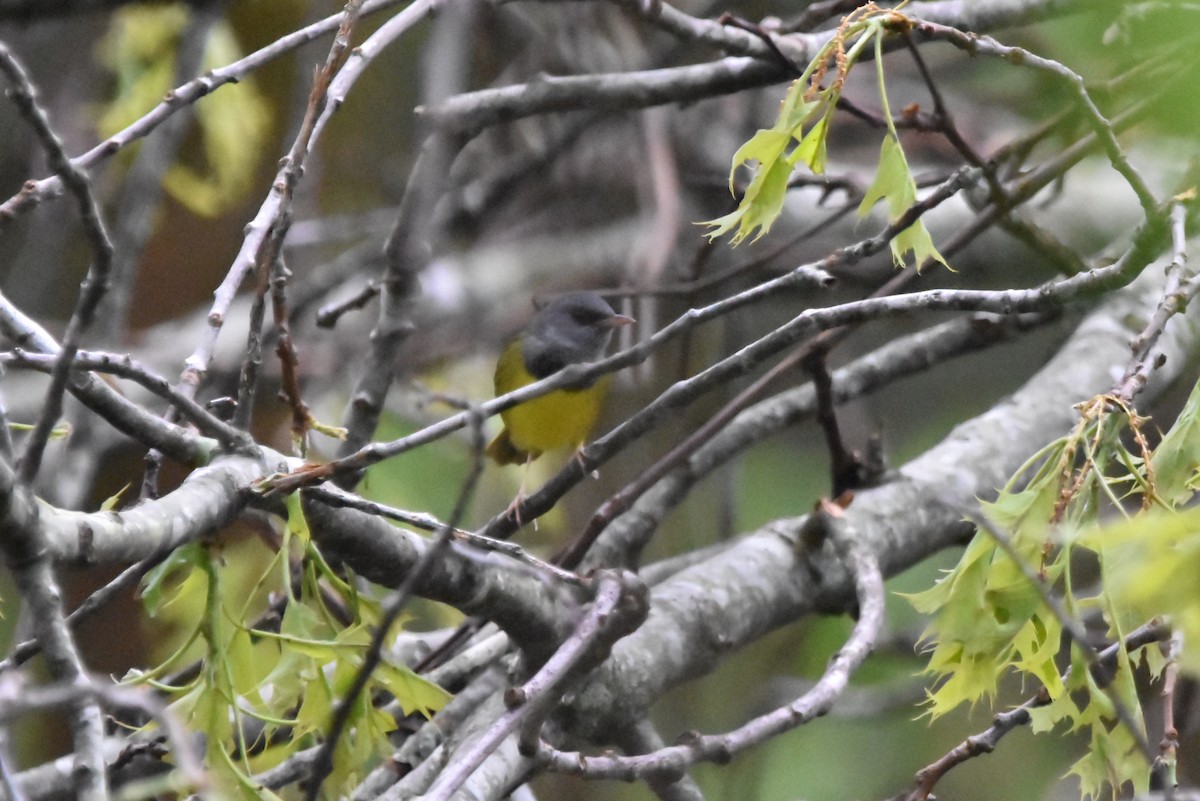 Mourning Warbler - ML638491157