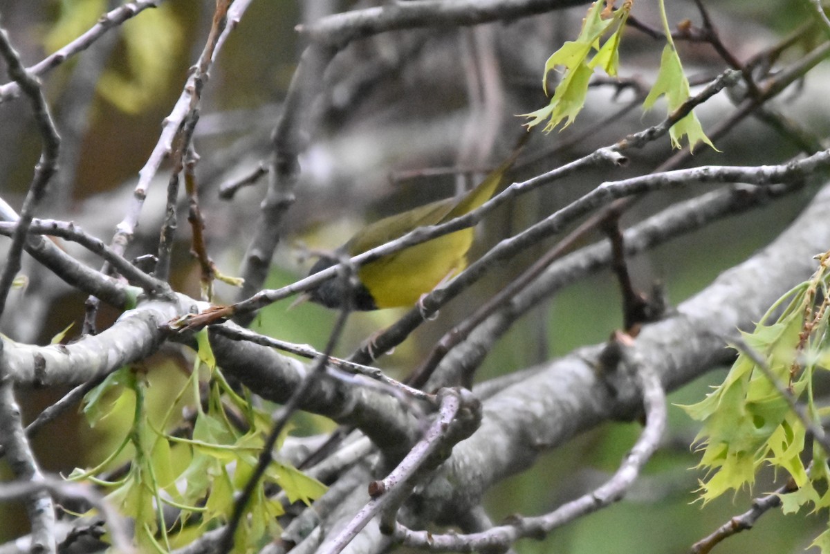 Mourning Warbler - ML638491158