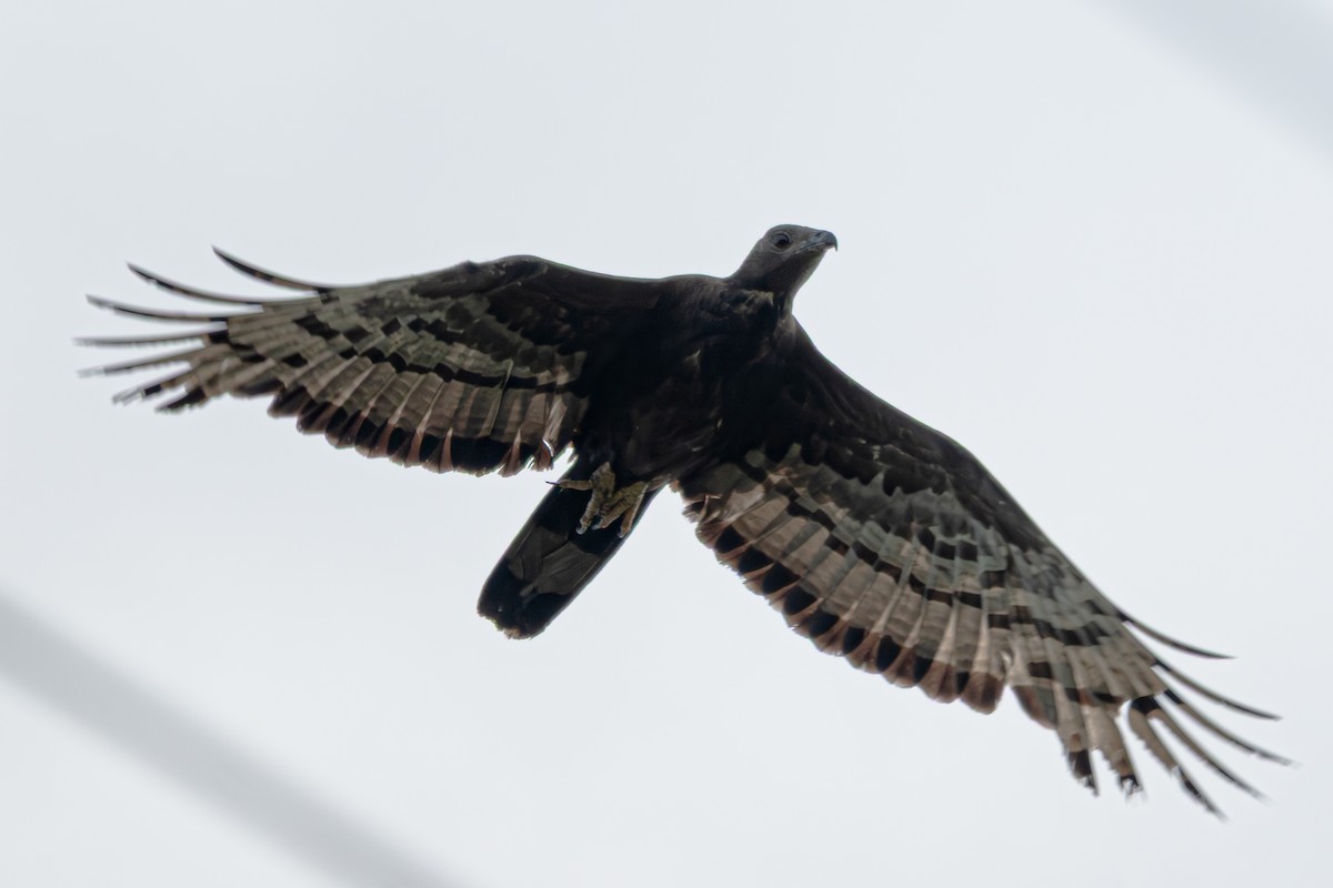 Oriental Honey-buzzard - ML638491159