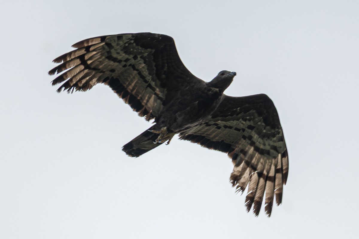 Oriental Honey-buzzard - ML638491161