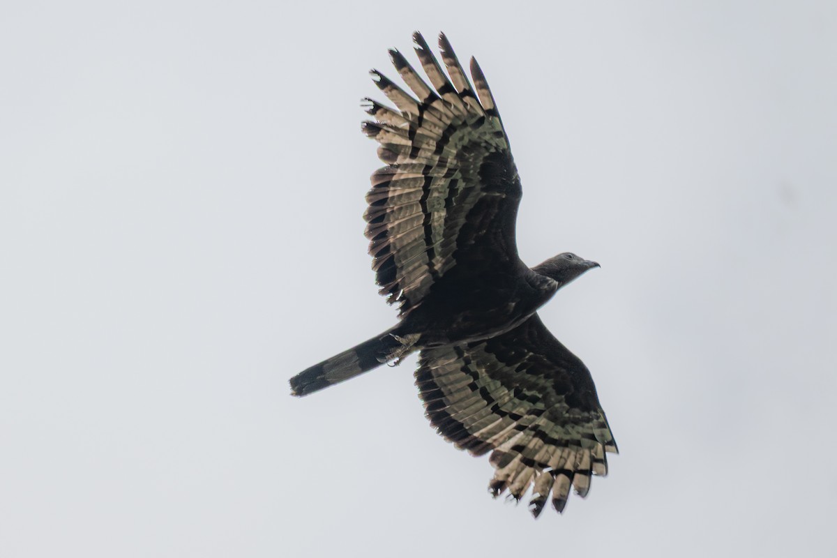 Oriental Honey-buzzard - ML638491162