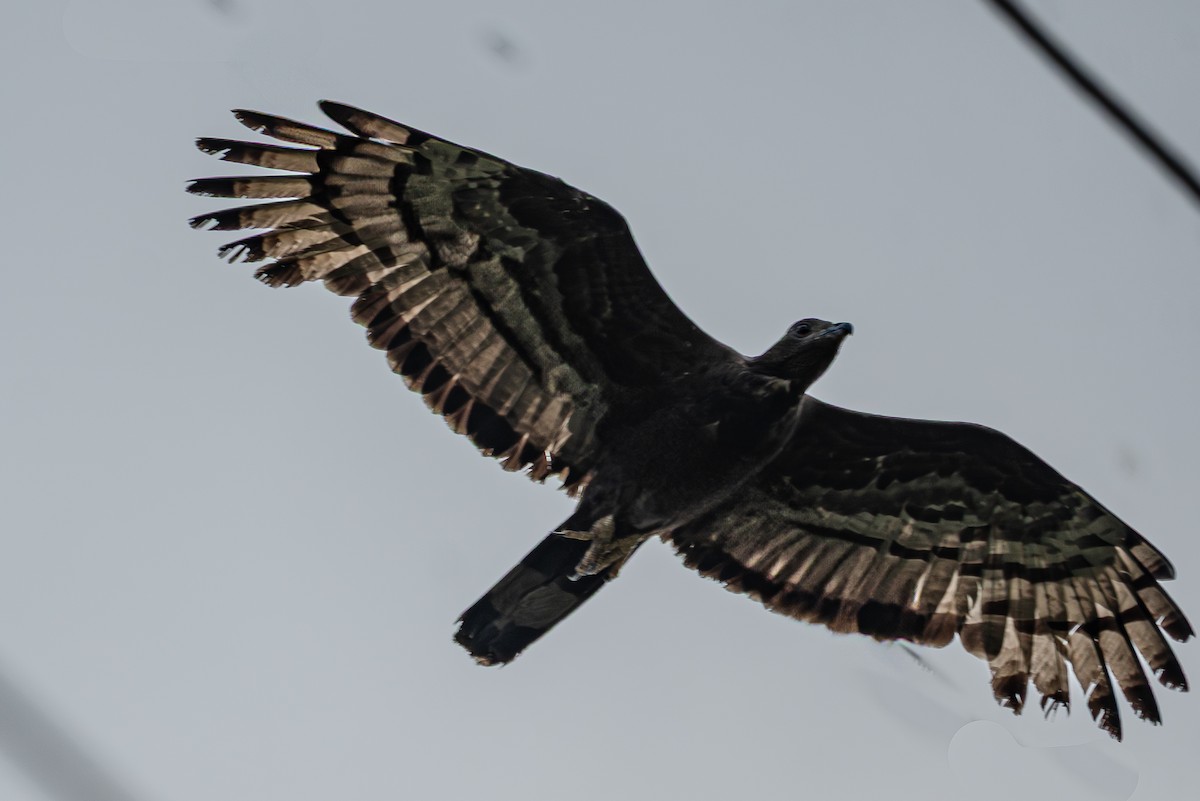 Oriental Honey-buzzard - ML638491163