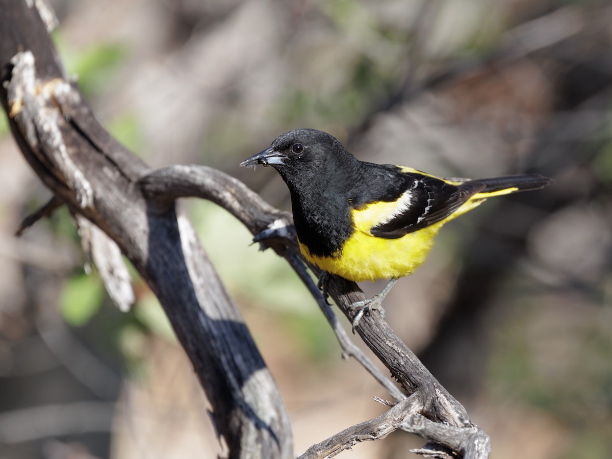 Scott's Oriole - ML638491168