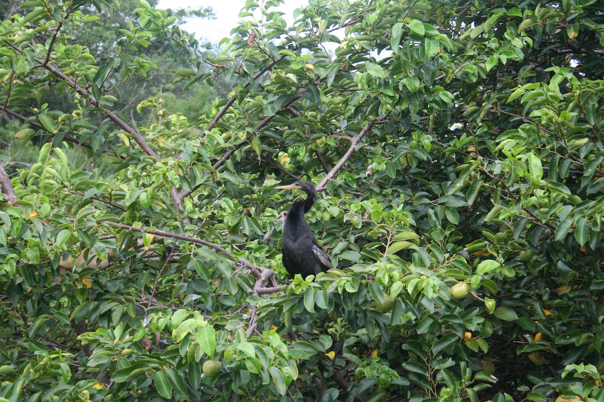 Anhinga - ML638491172