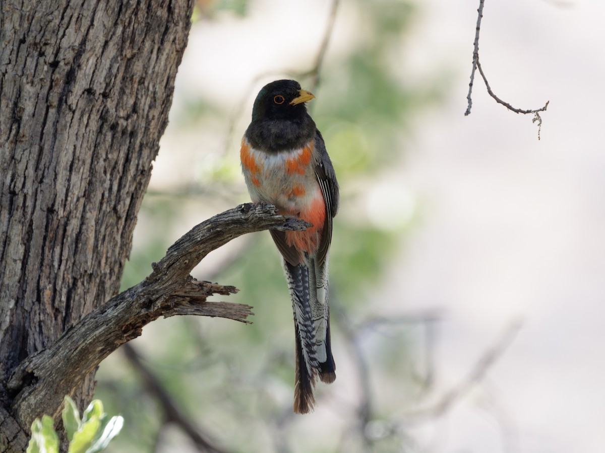 Elegant Trogon (Coppery-tailed) - ML638491173