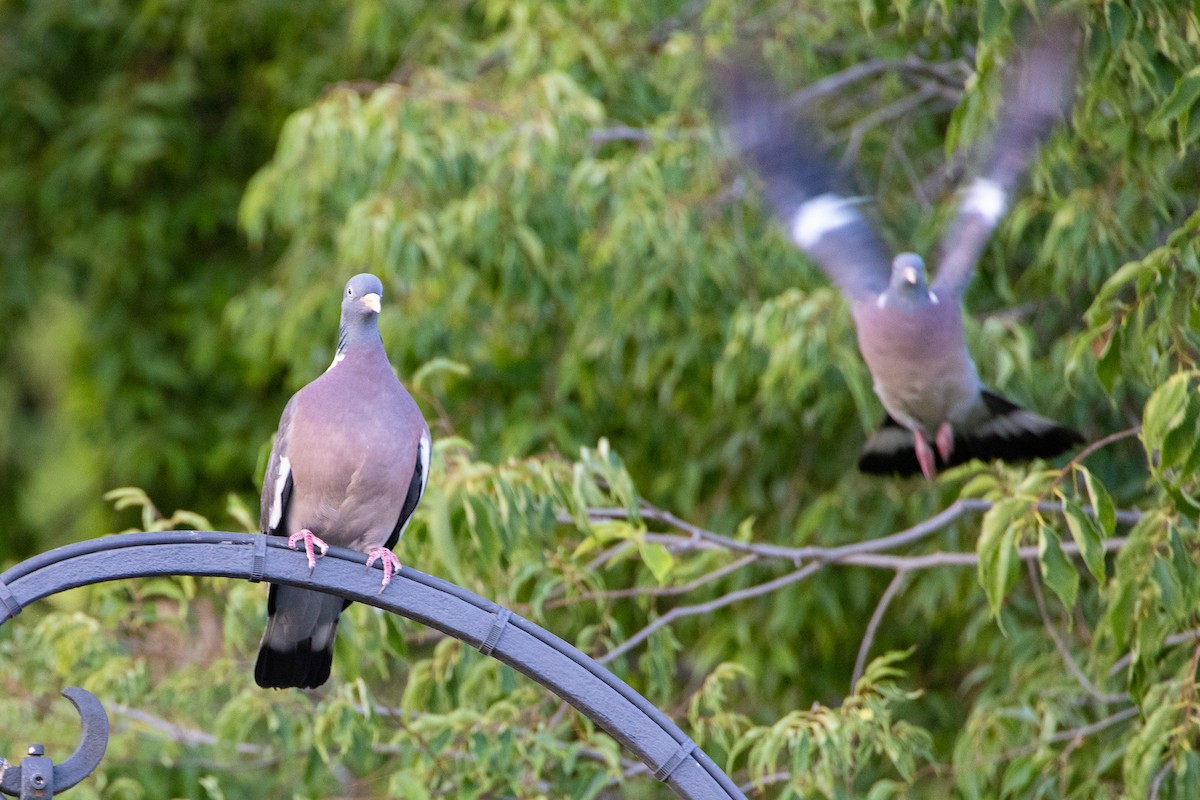 Common Wood-Pigeon - ML638491175