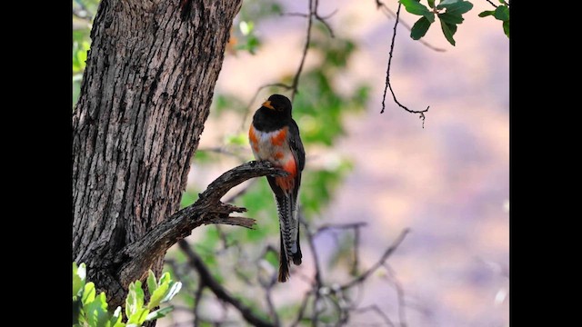Zarif Trogon [ambiguus grubu] - ML638491176