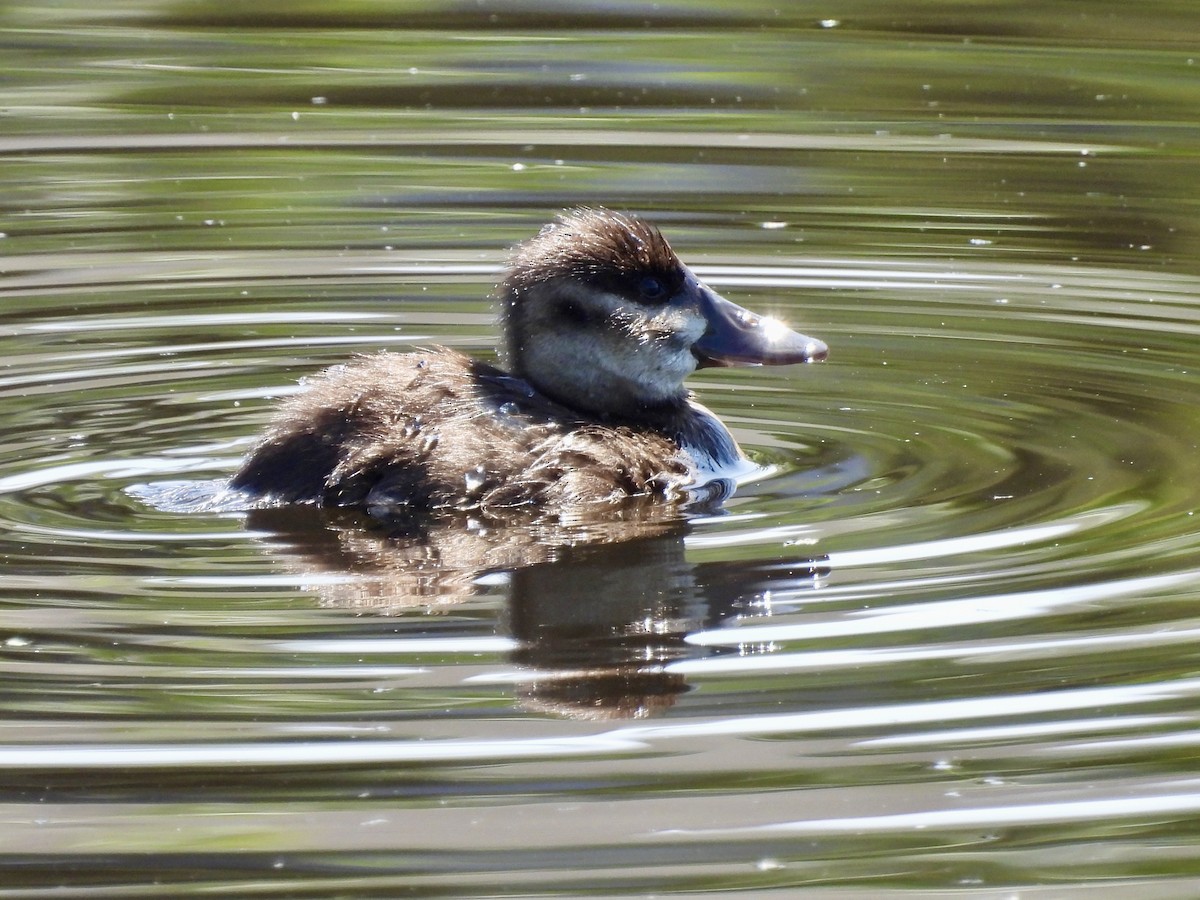 Ruddy Duck - ML638491222