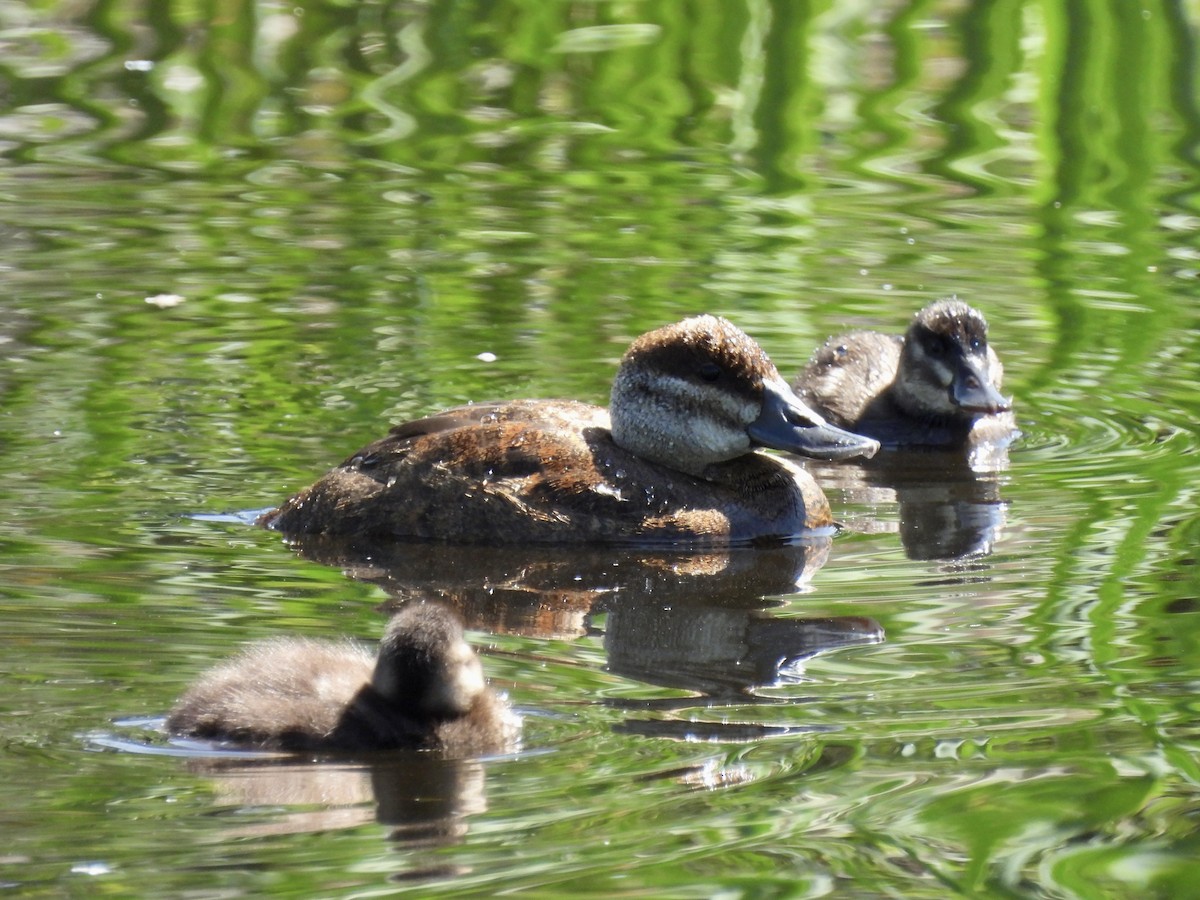 Ruddy Duck - ML638491223