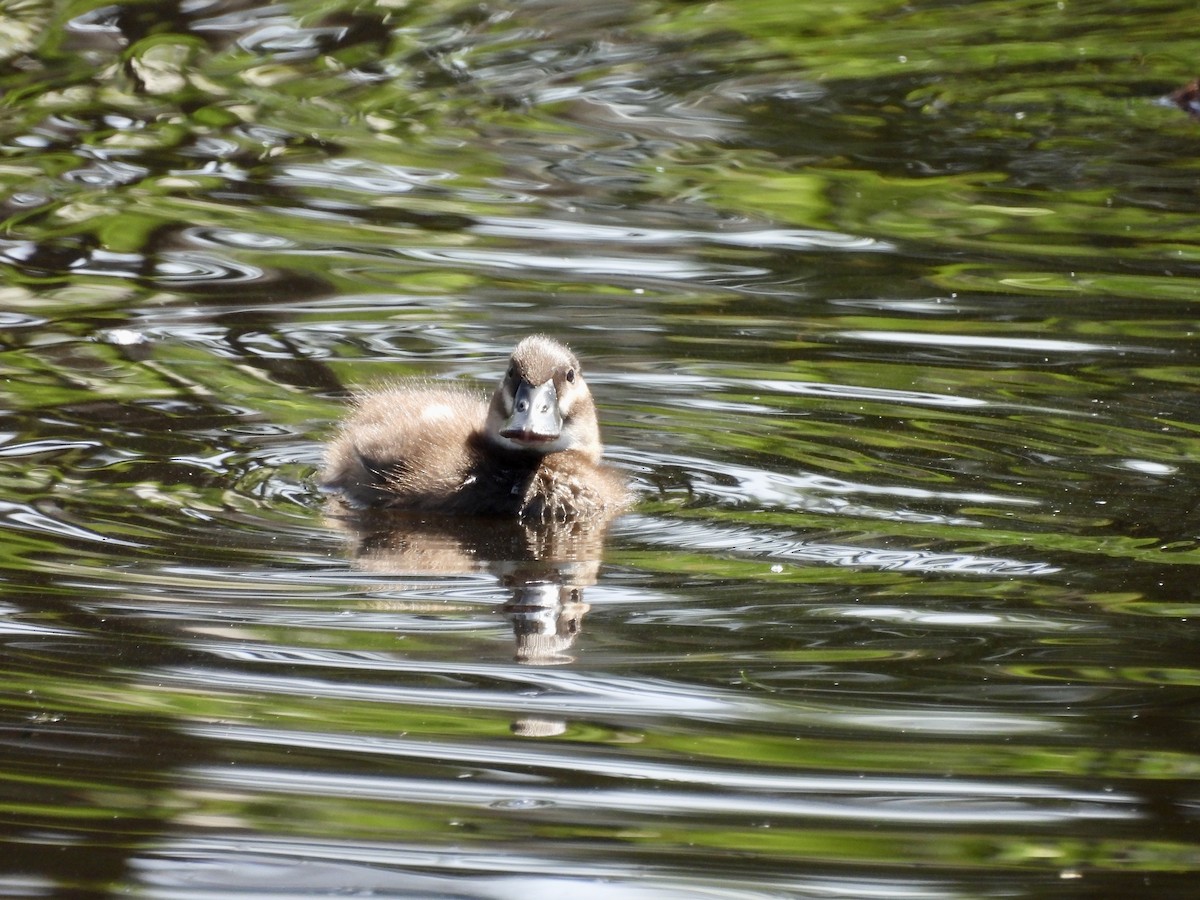Ruddy Duck - ML638491224