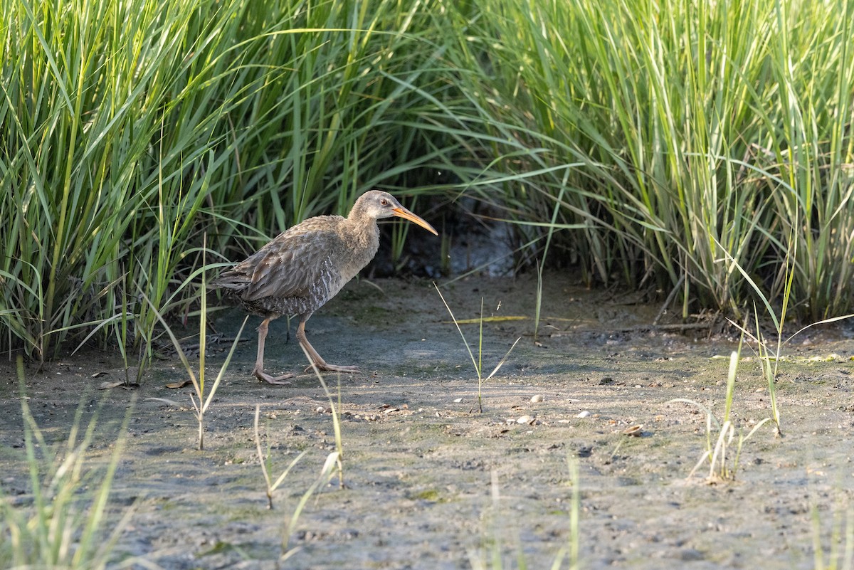 Clapper Rail - ML638491254