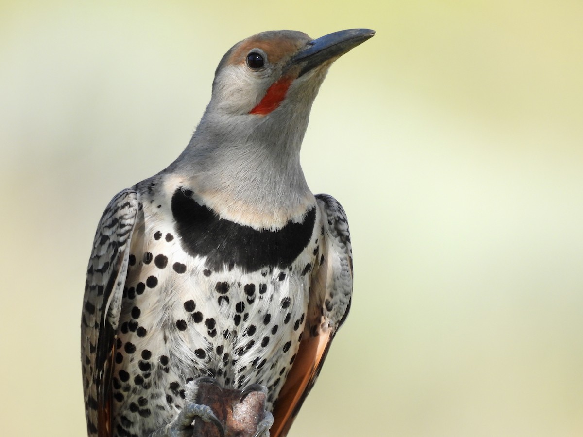 Northern Flicker - ML638491286