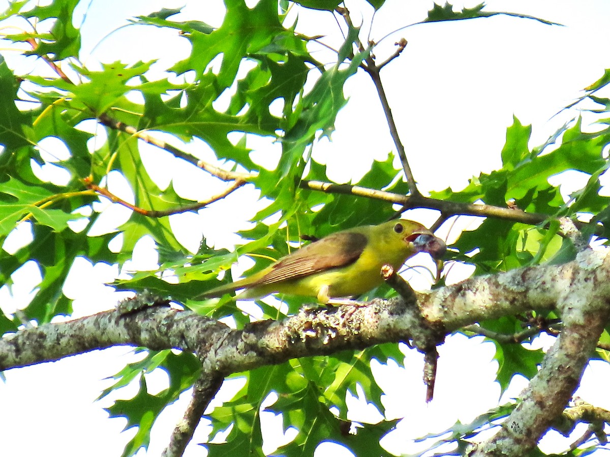 Scarlet Tanager - ML638491293