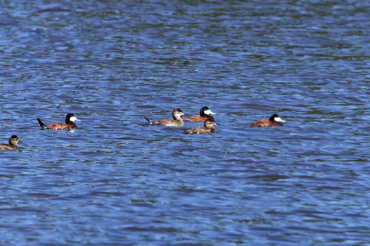 Ruddy Duck - ML638491295