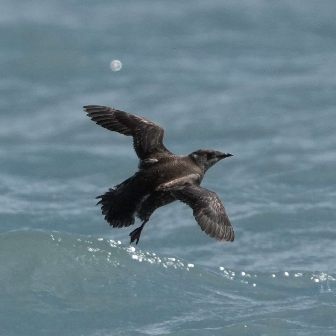 Marbled Murrelet - ML638491315
