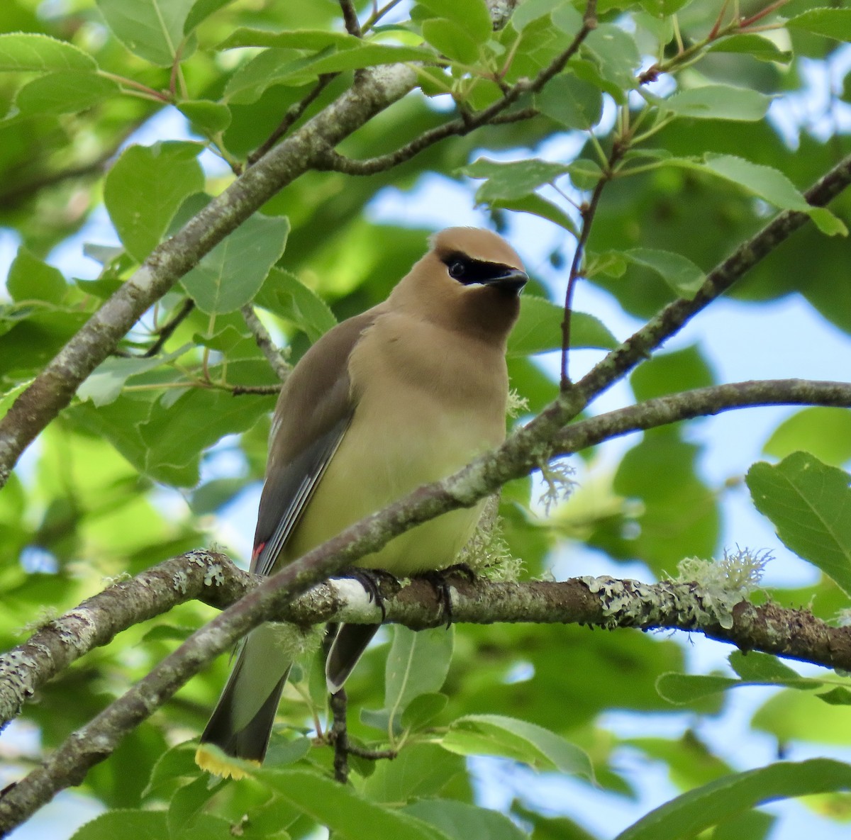 Cedar Waxwing - ML638491322