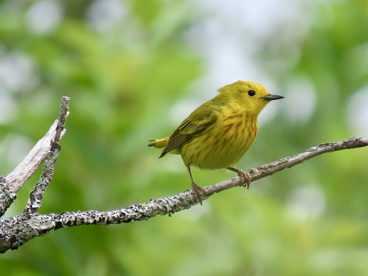 Yellow Warbler - ML638491353