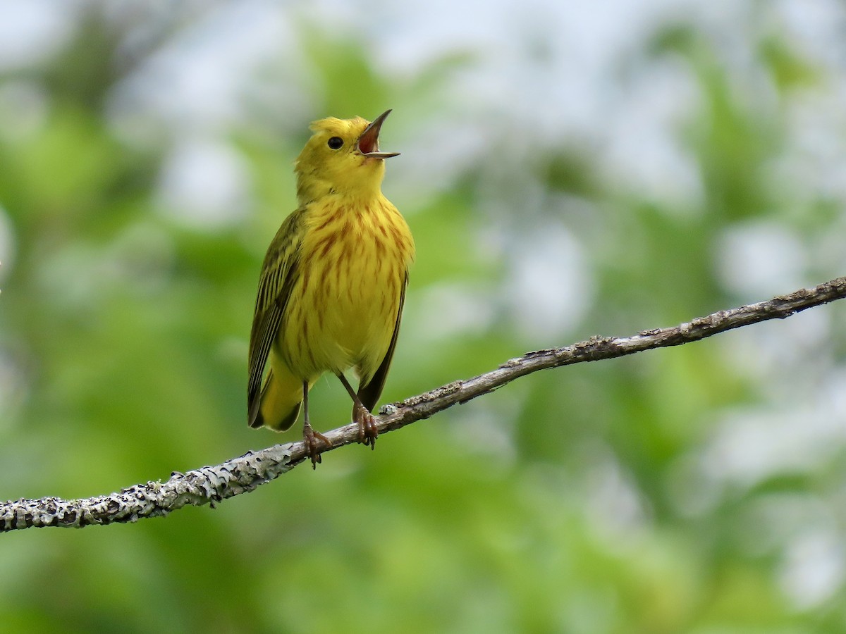 Yellow Warbler - ML638491356